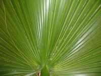 Palm Frond, copyright © 2003 John Wentworth